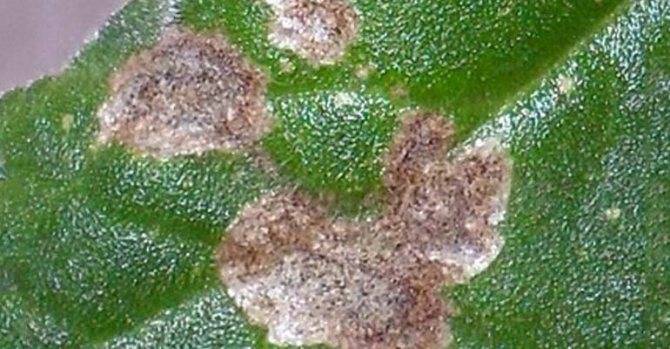 Изучаем болезни листьев глоксинии и способы лечения
