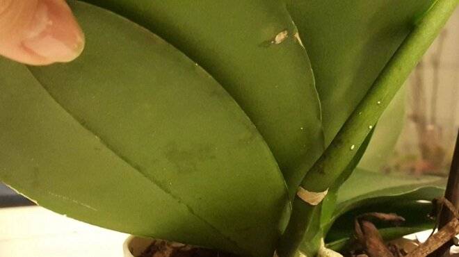 Почему в грунте орхидеи появляются мошки и как от них избавиться?