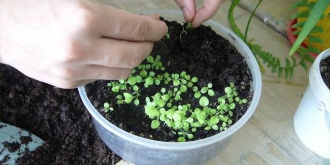 Цинерария приморская (серебристая): фото цветов, посадка и уход в открытом грунте, выращивание из семян в домашних условиях, на клумбе, когда высаживать