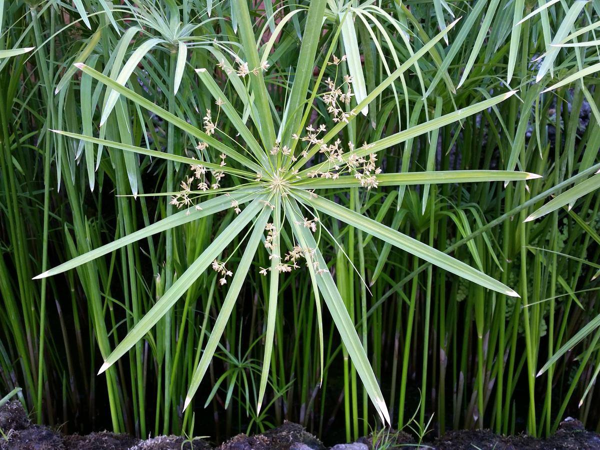 Пальма циперус: родина растения, способы выращивания, краткое описание видов, лекарственные свойства