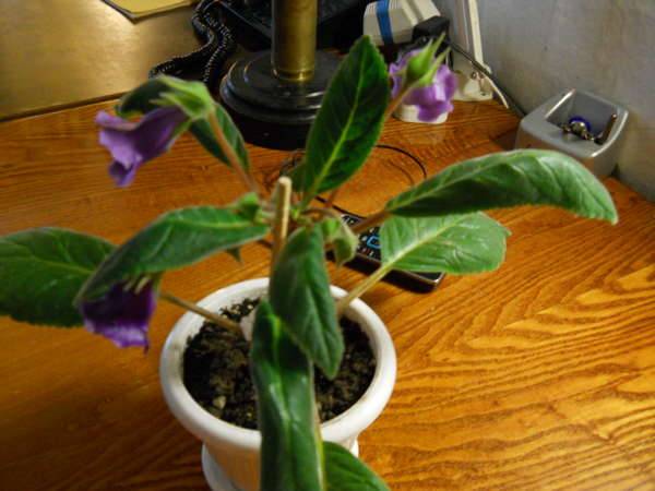 Размножение глоксинии листом и уход за растением в домашних условиях