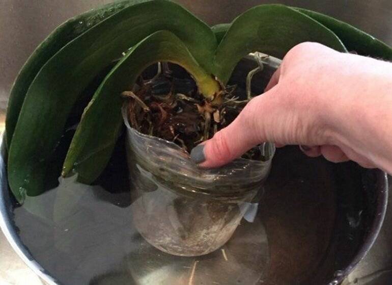 Когда и сколько цветет орхидея в домашних условиях