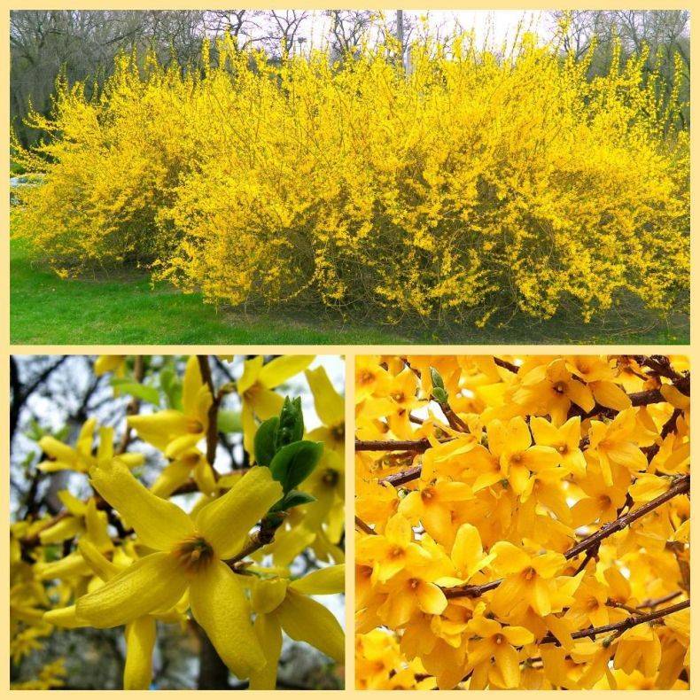 Форзиция - желтое чудо в весеннем саду