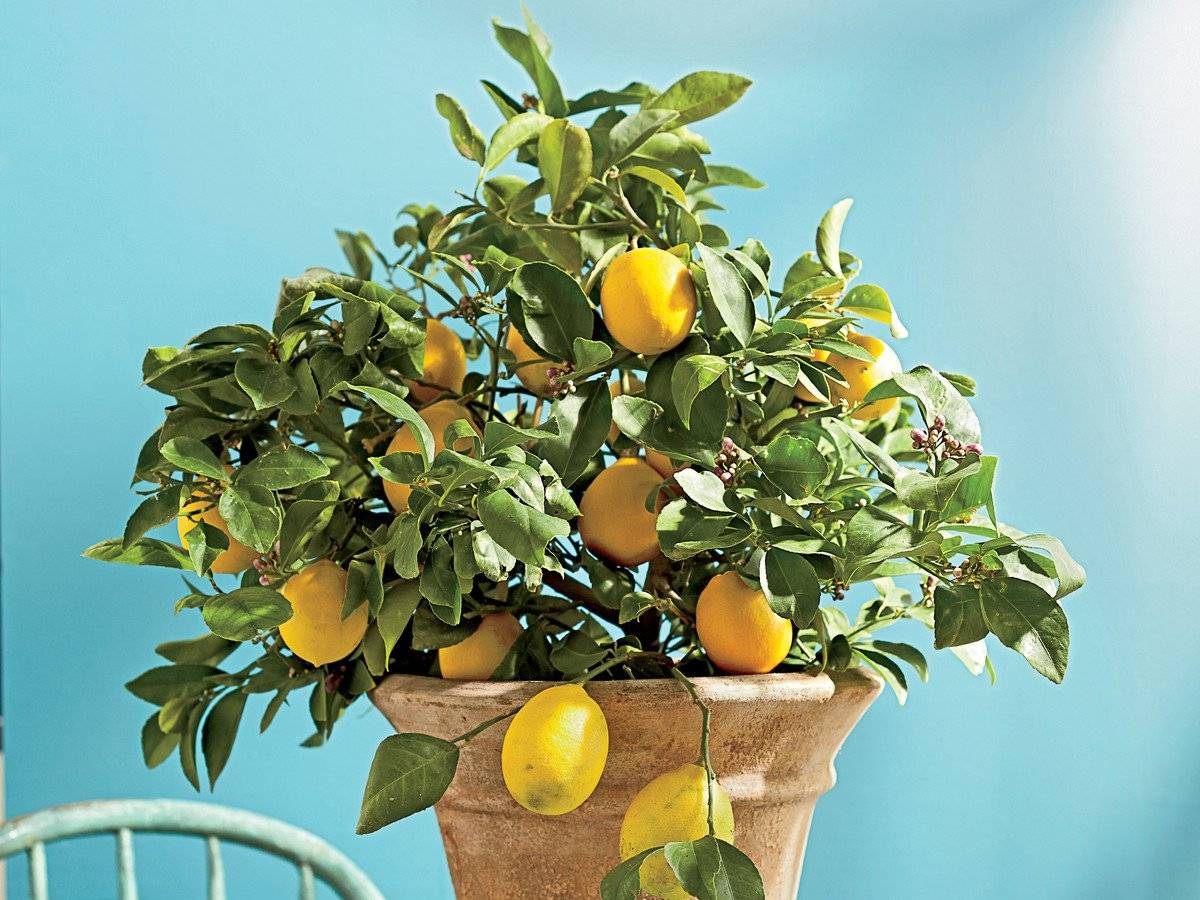 Как вырастить лимон из косточки в домашних условиях: посадка и уход за лимонным деревом