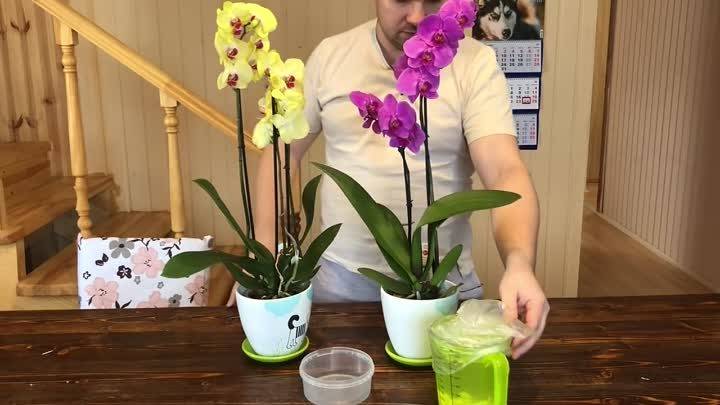 Подкормка чесноком орхидей: польза, применение, рецепты чесночных настоек