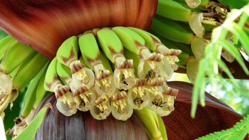Как растет банан. фото в природе, банановая пальма в домашних условиях
