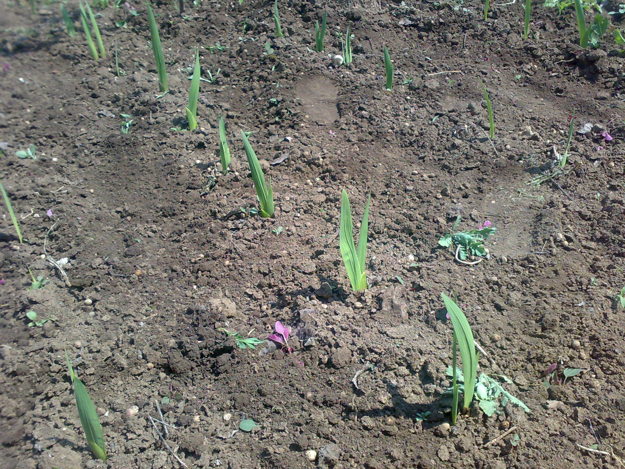 Как правильно посадить луковицы гладиолусов весной