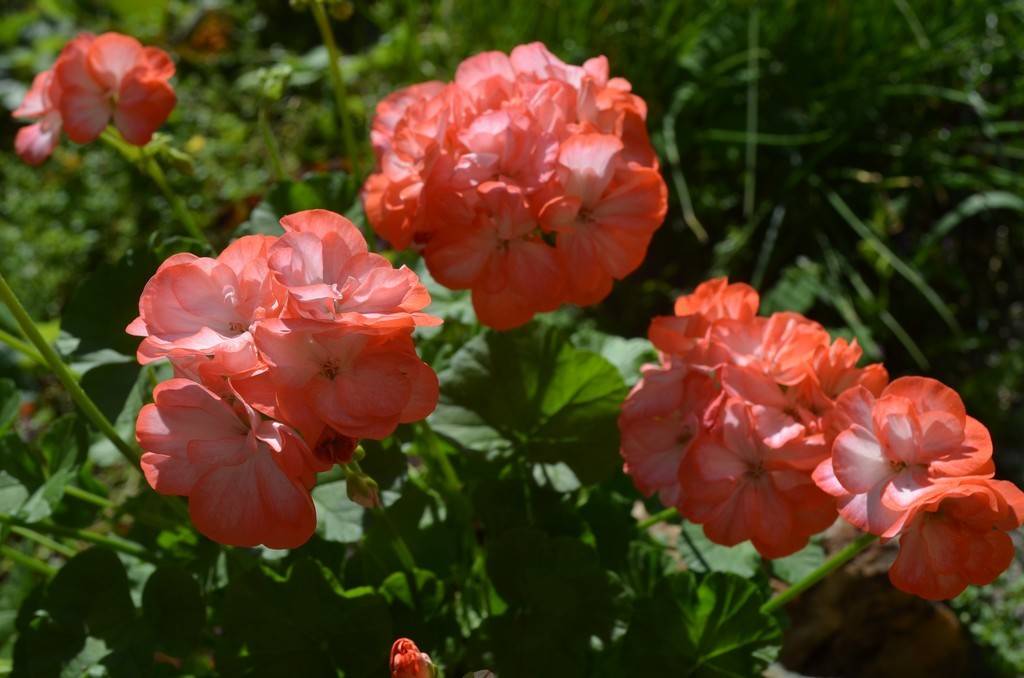 Пеларгония розебудная: что это за растение, какие есть сорта (вектис, красная, суприм, эппл блоссом и другие) – их описание и фото, а также уход в домашних условияхдача эксперт