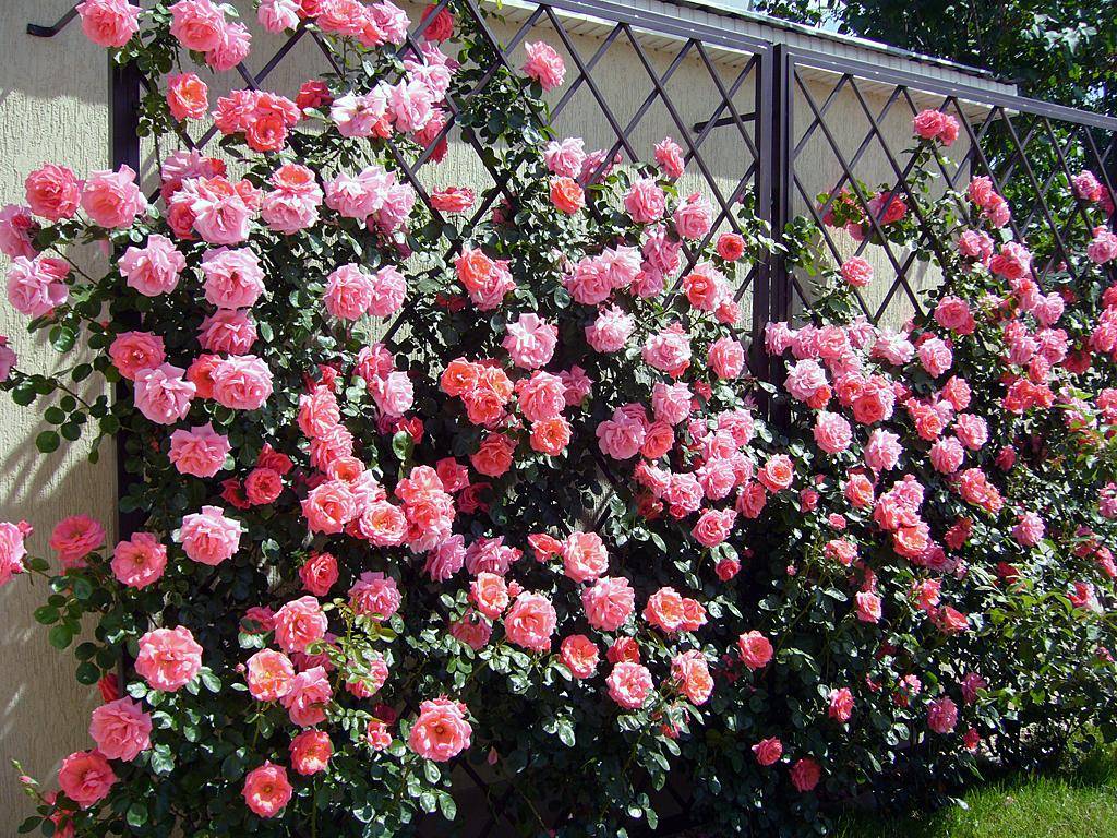 Лучшие кустарниковые розы. усовершенствованная старина — «рококо»