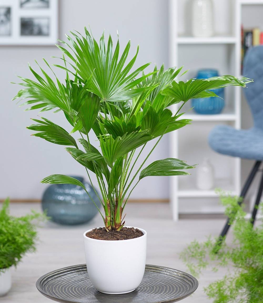Пальма ливистона в домашних условиях. уход, выращивание, размножение. фото — ботаничка