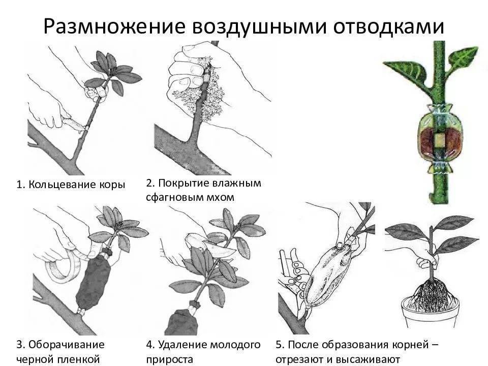 Обрезка чубушника осенью: схемы, сроки, подкормка и черенкование, когда удобрять, размножение черенками