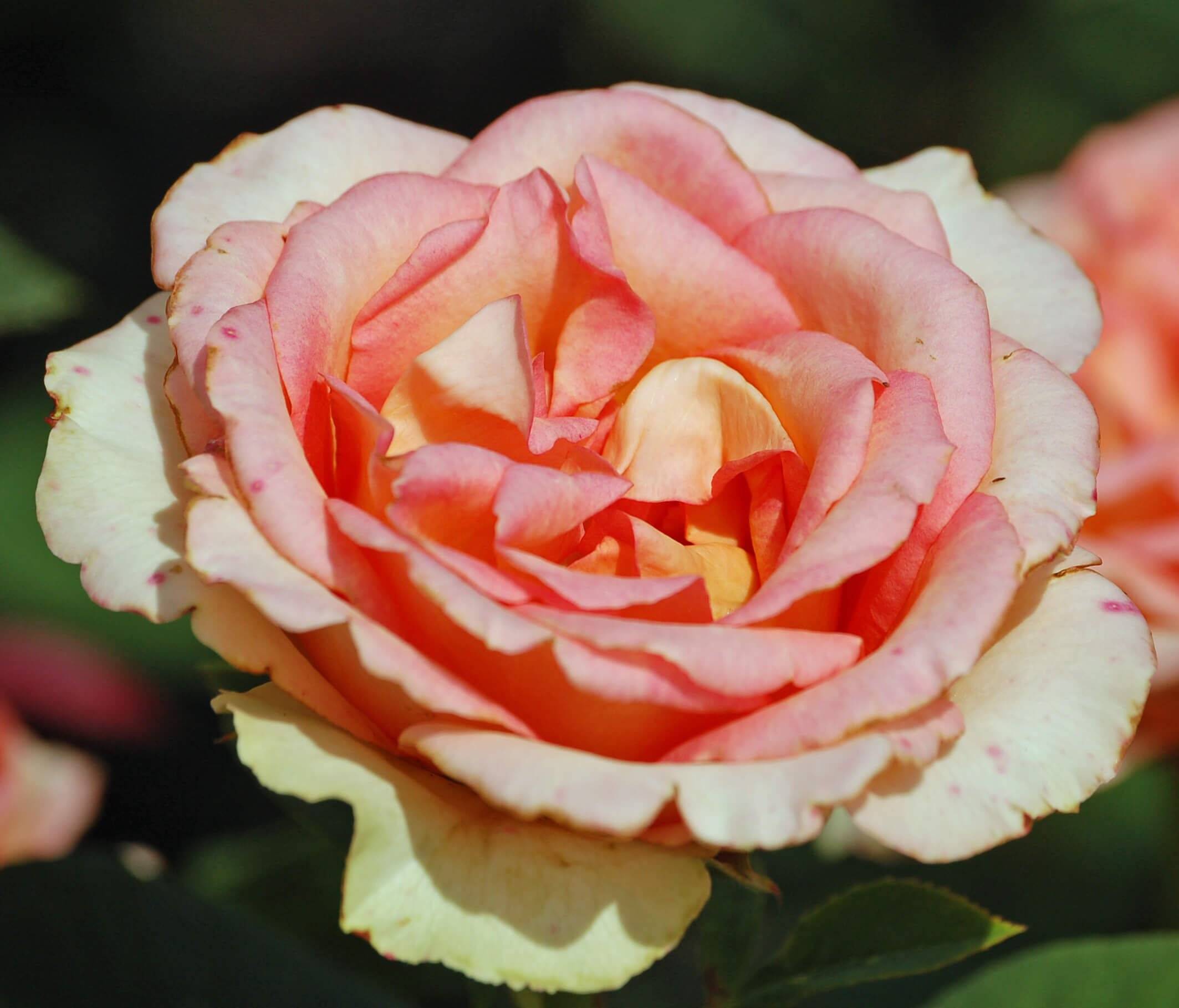 Роза мондиаль
