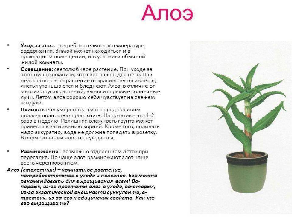 Как цветет алоэ: что делать, чтобы растение зацвело в домашних условиях