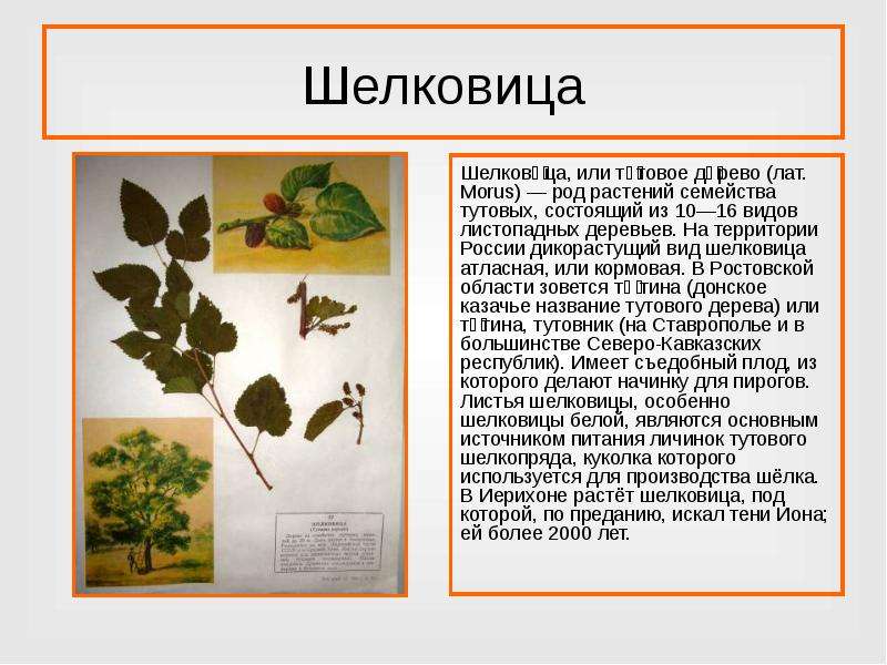 Шелковица в подмосковье, выращивание и уход в разных полосах россии, виды тутовника с фото