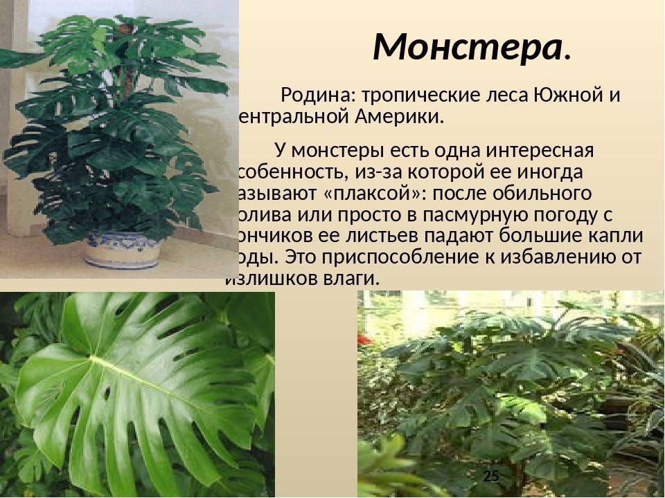 Цветы монстера: описание, подкормка, полив. как ухаживать за монстерой - sadovnikam.ru
