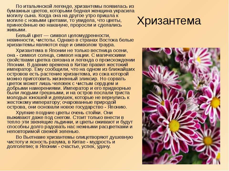 Изложение хризантема 8. Легенда о хризантеме. Хризантемы описание цветка. Хризантема сообщение. Легенды о цветах Хризантема.