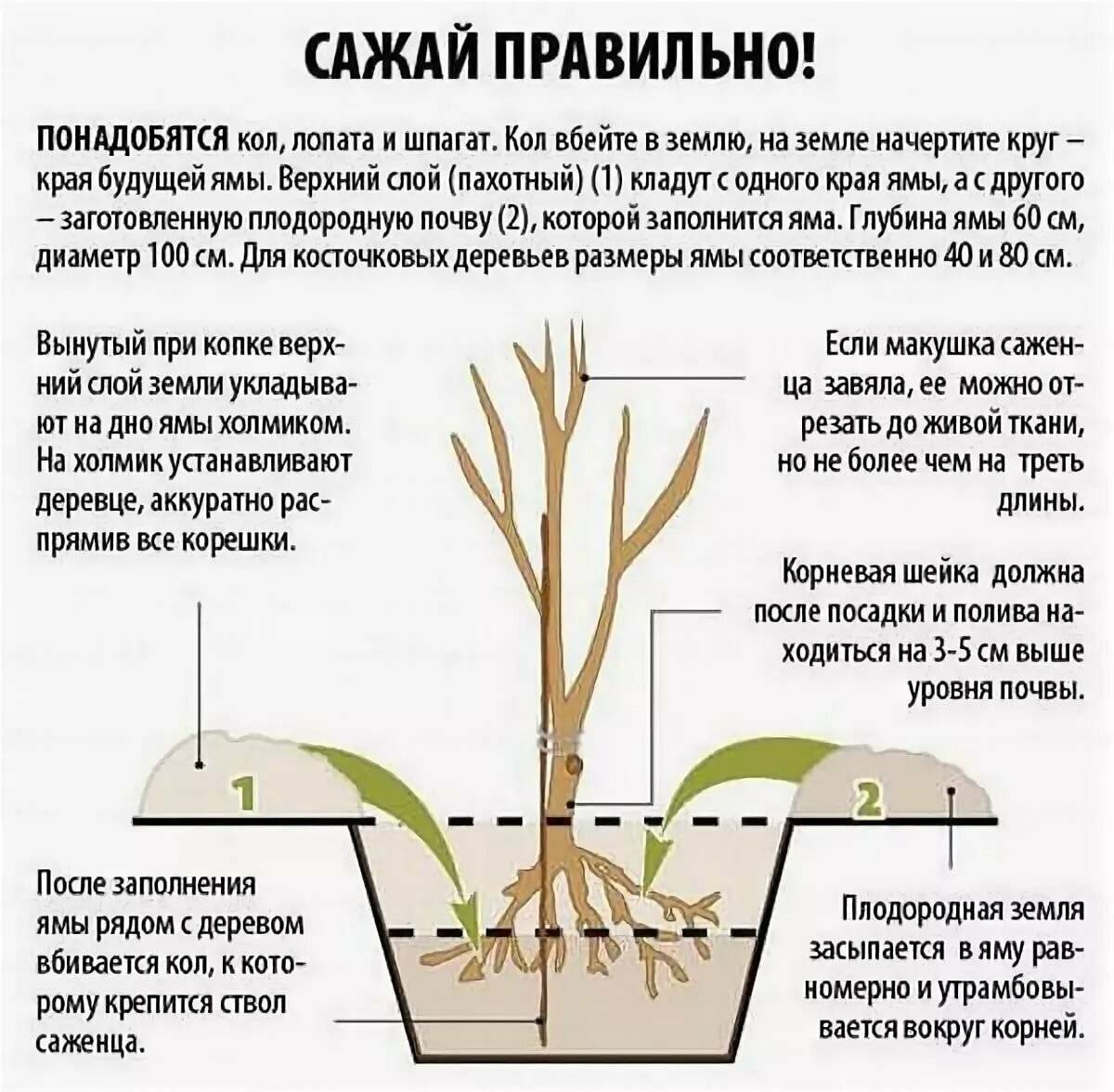 Черная лилия: описание, особенности выращивания :: syl.ru
