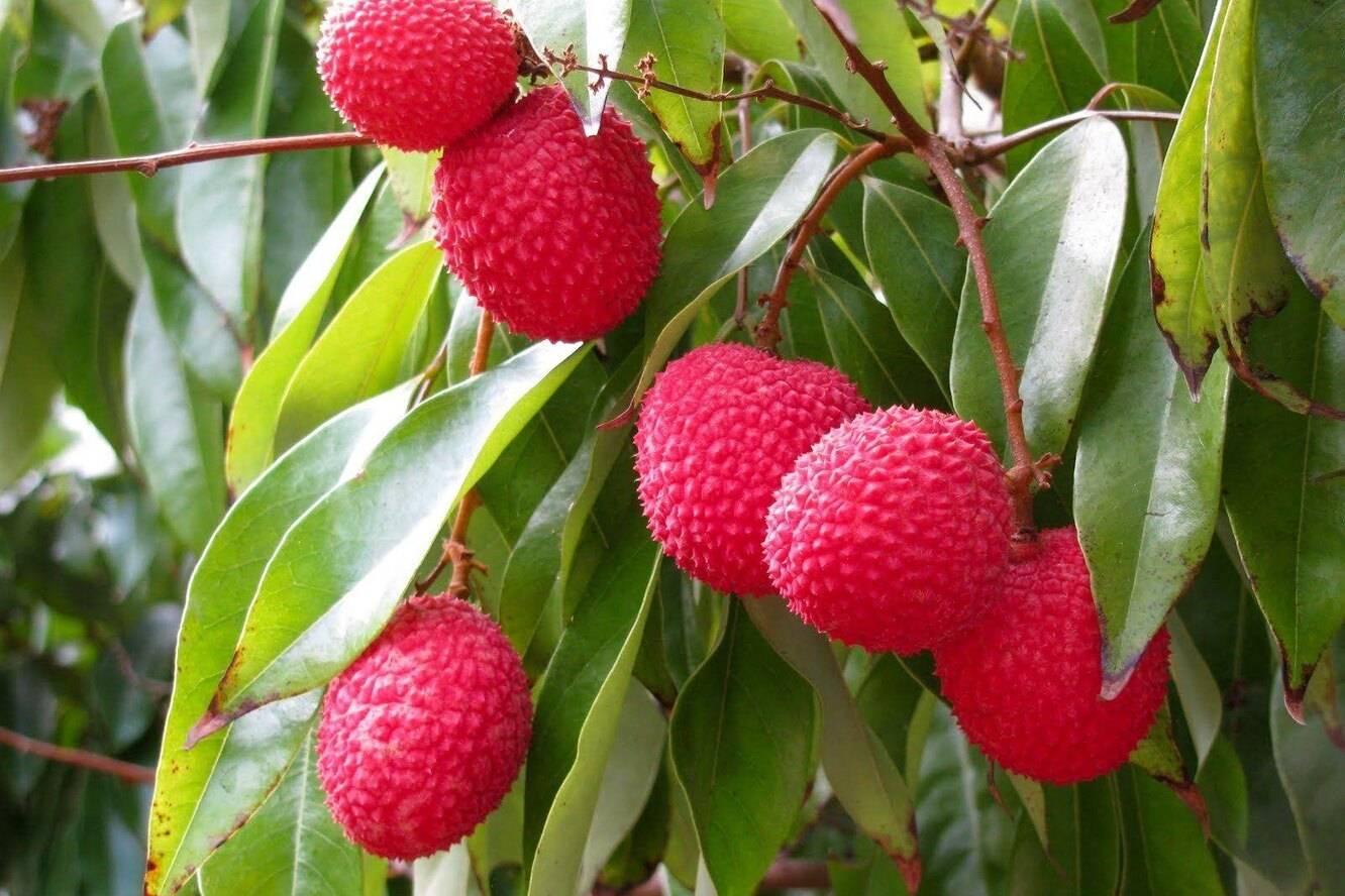 Экзотический фрукт личи — где и как растет, применение плодов