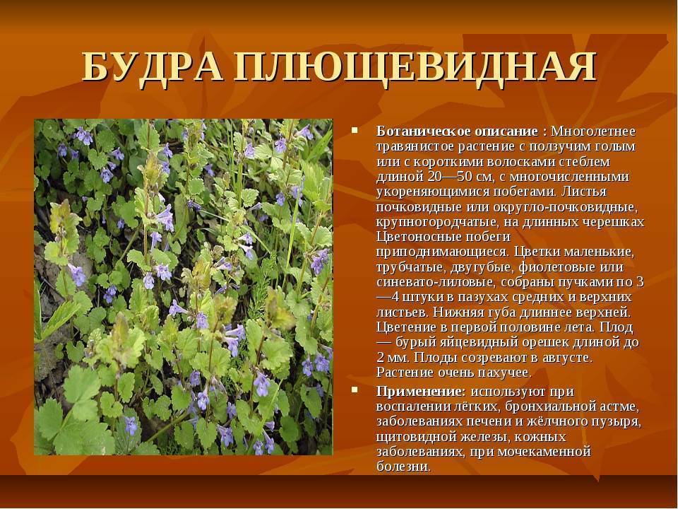 Лекарственные растения - онлайн энциклопедия, справочник лекарственных растений