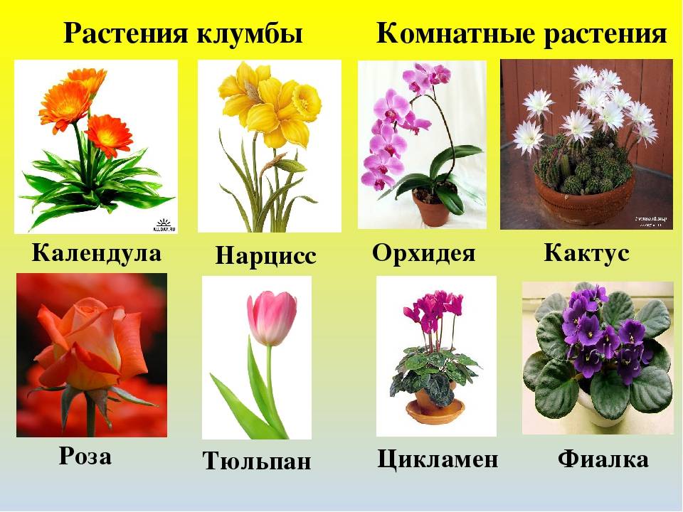 Какие цветы начинаются на букву м? - полезная информация для всех