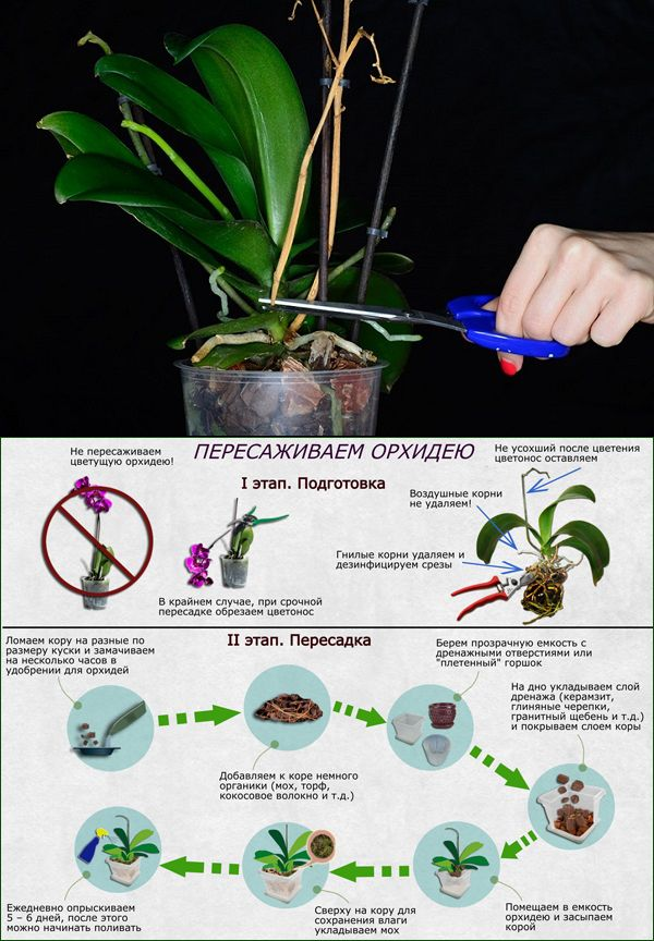 Как омолодить фаленопсис: фото мастер-класс по обрезке орхидеи