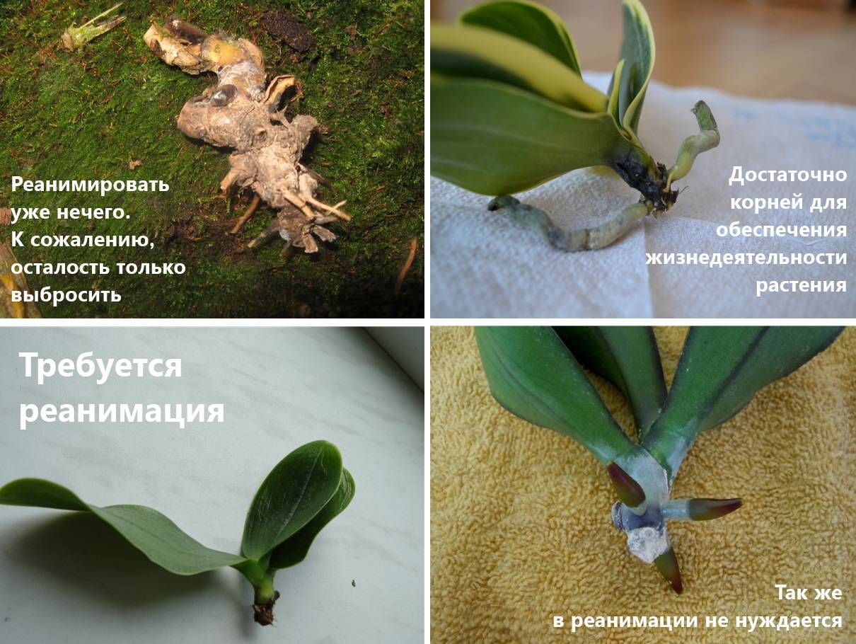 Как реанимировать орхидею: спасение цветка со сгнившими корнями, восстановление в домашних условиях
