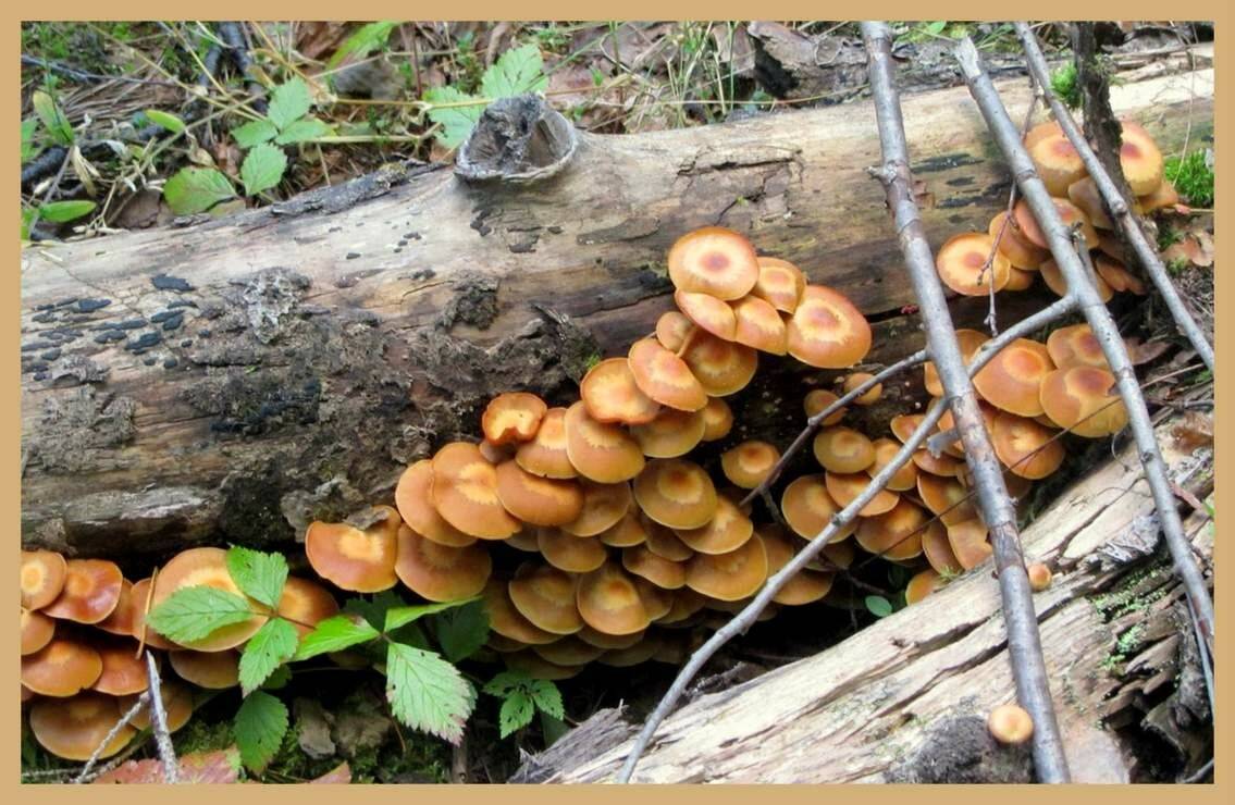 Как просто вырастить грибы на даче