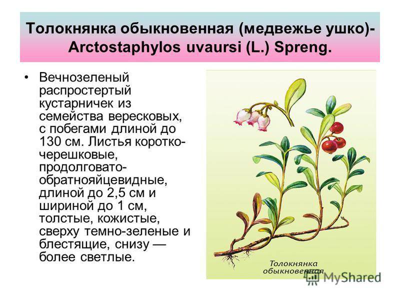 Толокнянка обыкновенная — arctostaphylos uva-ursi (l.) spreng.