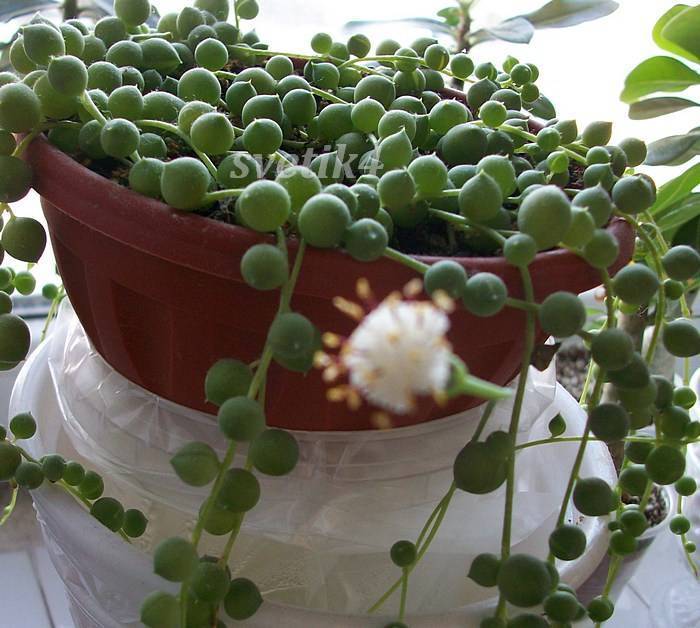 Крестовник роули — как выращивать «живые бусы»? уход в домашних условиях. фото — ботаничка