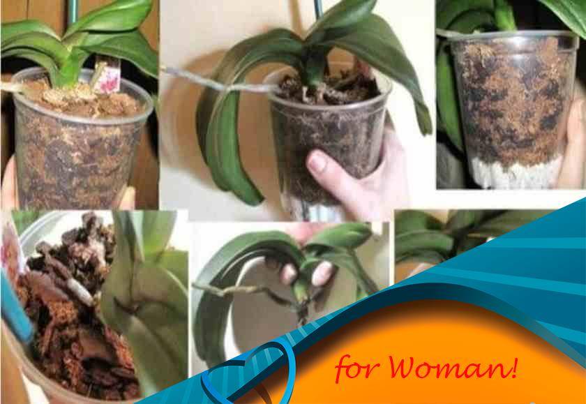Пересадка орхидеи в домашних условиях: правила, когда и как правильно лучше перемещать фаленопсис в больший горшок, что нужно для последующего цветения - видео на русском языке с фото пошагово