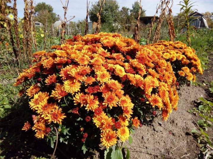 Хризантемы: выращивание из семян, посадка и уход в саду