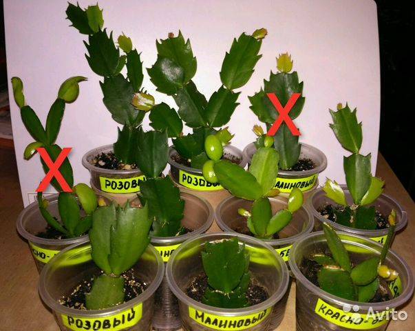 Рипсалидопсис или "пасхальный кактус": как ухаживать за цветком