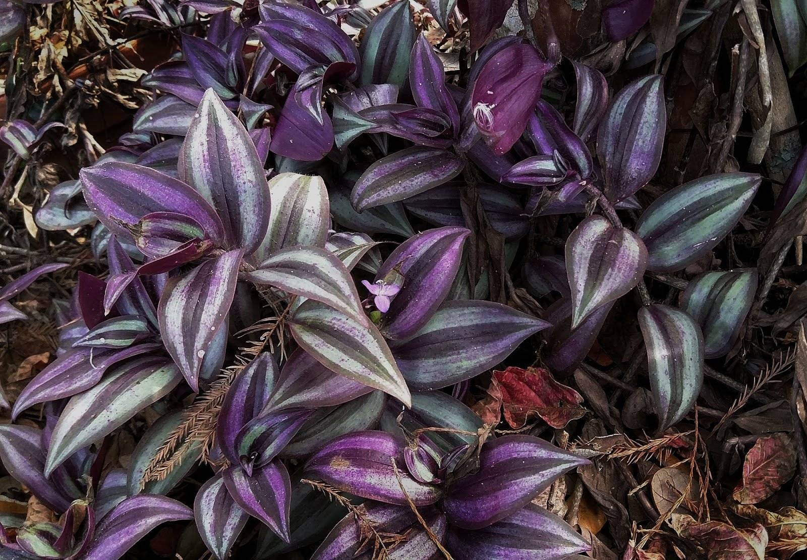 Сеткреазия пурпурная: уход в домашних условиях, посадка, выращивание, виды, размножение, магические свойства, фото