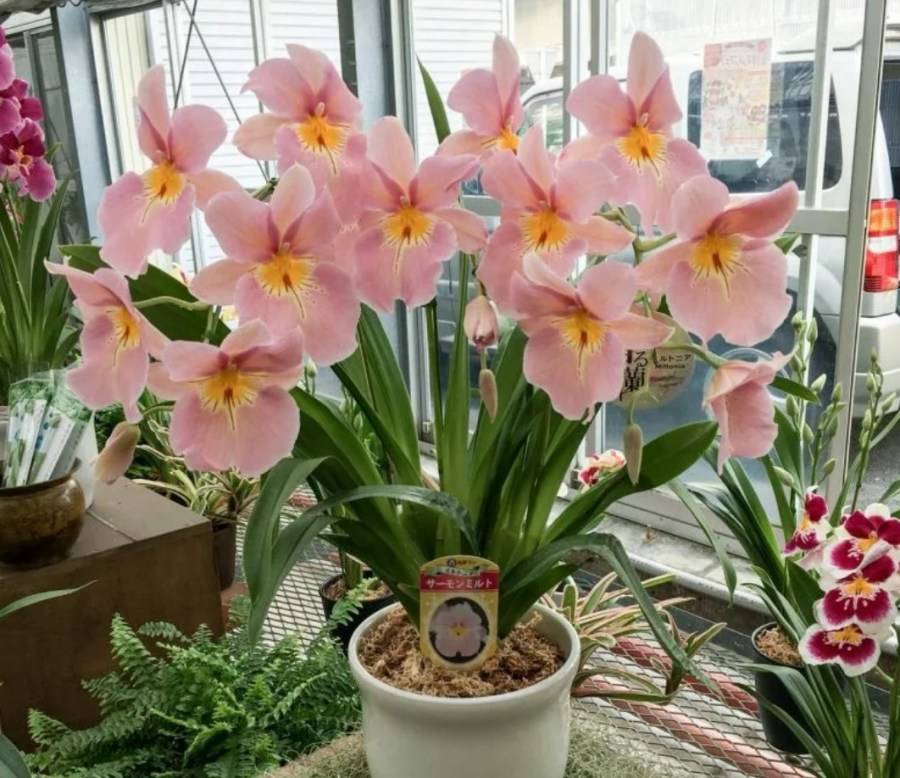 Правила ухода за орхидеей мильтонией — выращиваем тропический цветок на подоконнике