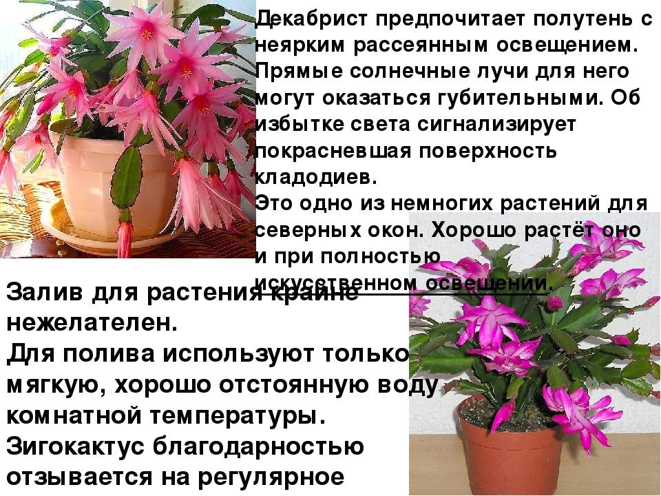 Декабрист: уход в домашних условиях, размножение, пересадка, фото - sadovnikam.ru