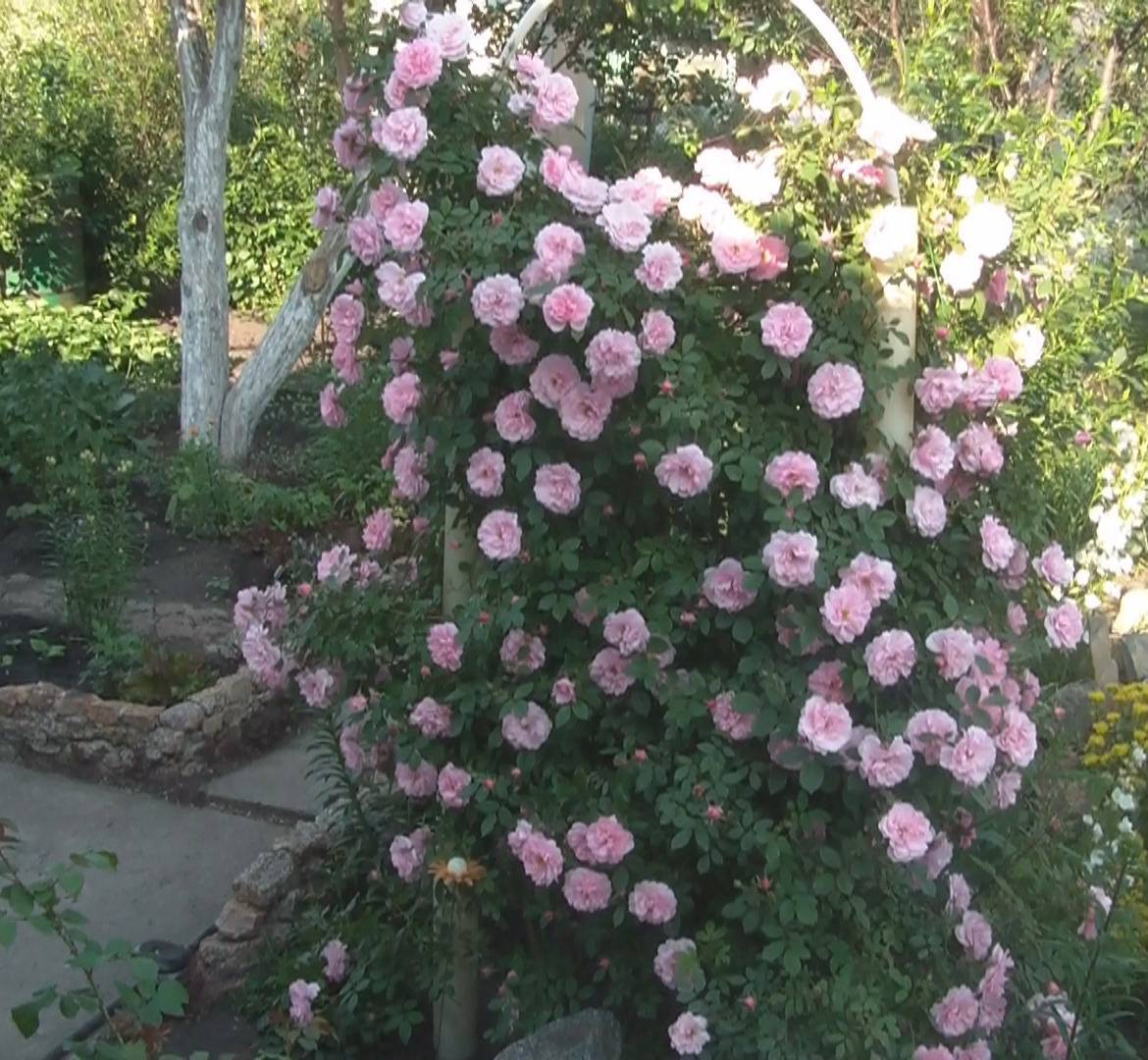 Роза мартин фробишер