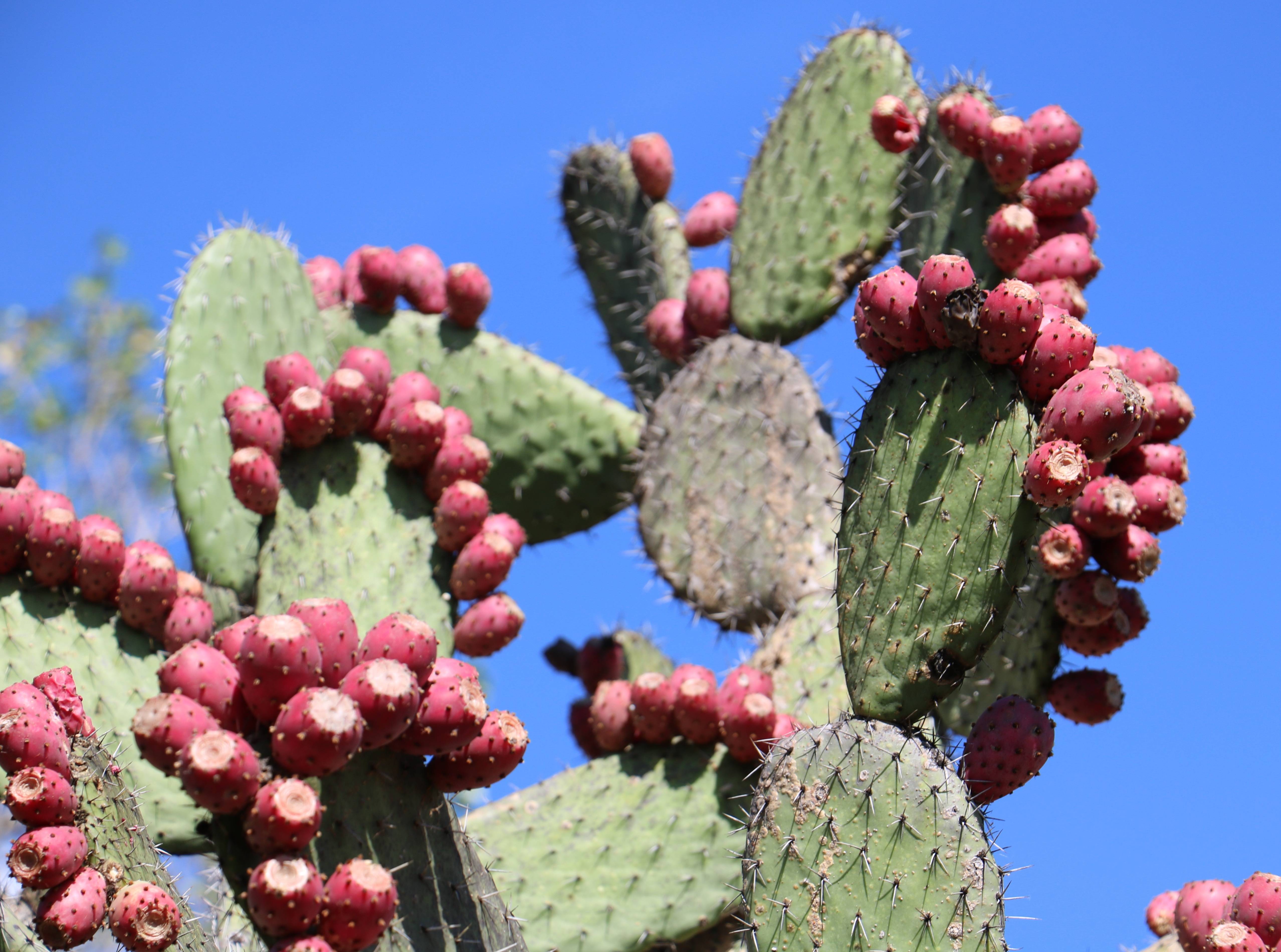 Съедобные плоды кактуса (опунция инжирная) — что это такое и как есть фиги?