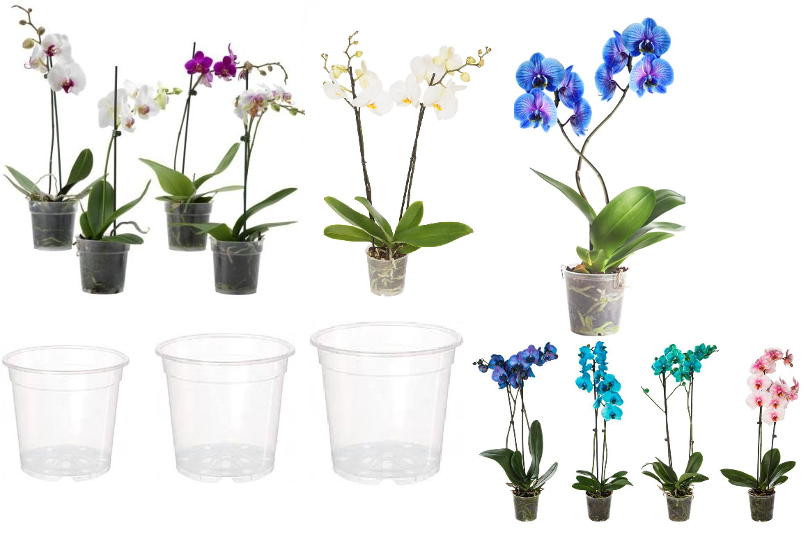Орхидея фаленопсис: какой горшок нужен и как выбрать правильный размер кашпо, чтобы посадить, а также выбор лучшей емкости: стеклянная ваза, пластик или керамика