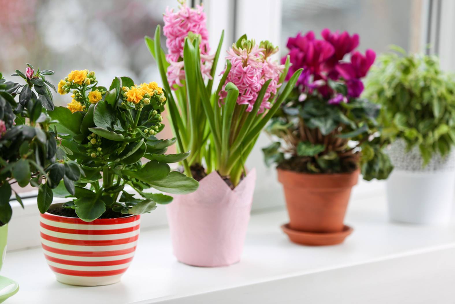 16 растений, которые обязательно должны быть у вас дома