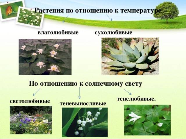 Влаголюбивые растения – признаки и примеры кракто (2 класс, окружающий мир)