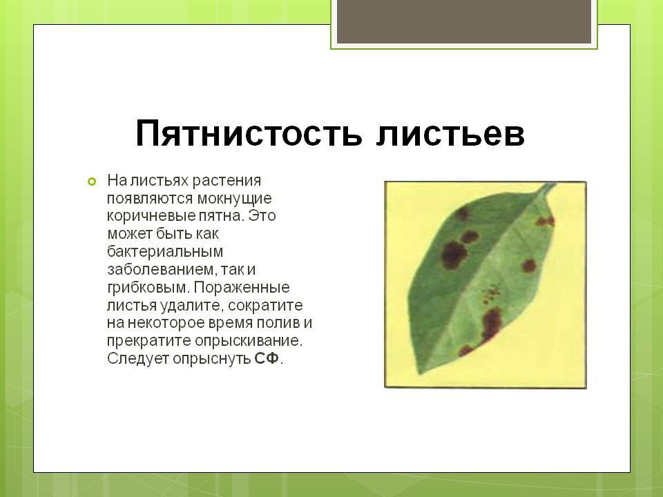 ᐉ болезни комнатных растений: их лечение и профилактика - roza-zanoza.ru