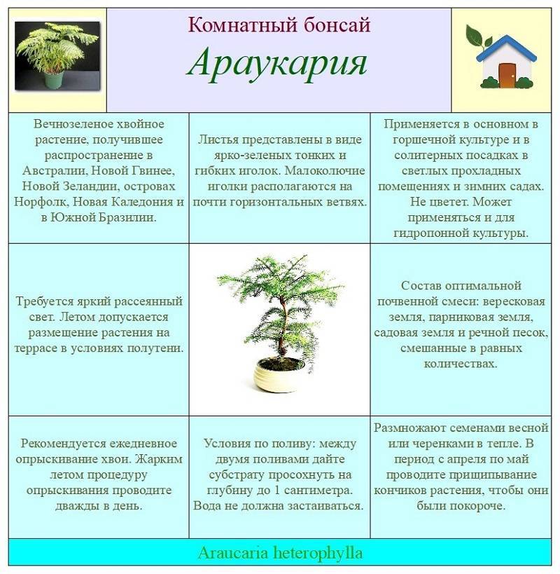 Араукария: уход в домашних условиях и основные сорта