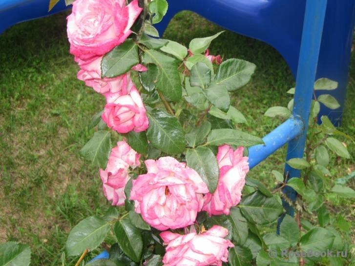 Розы арлекино описание фото