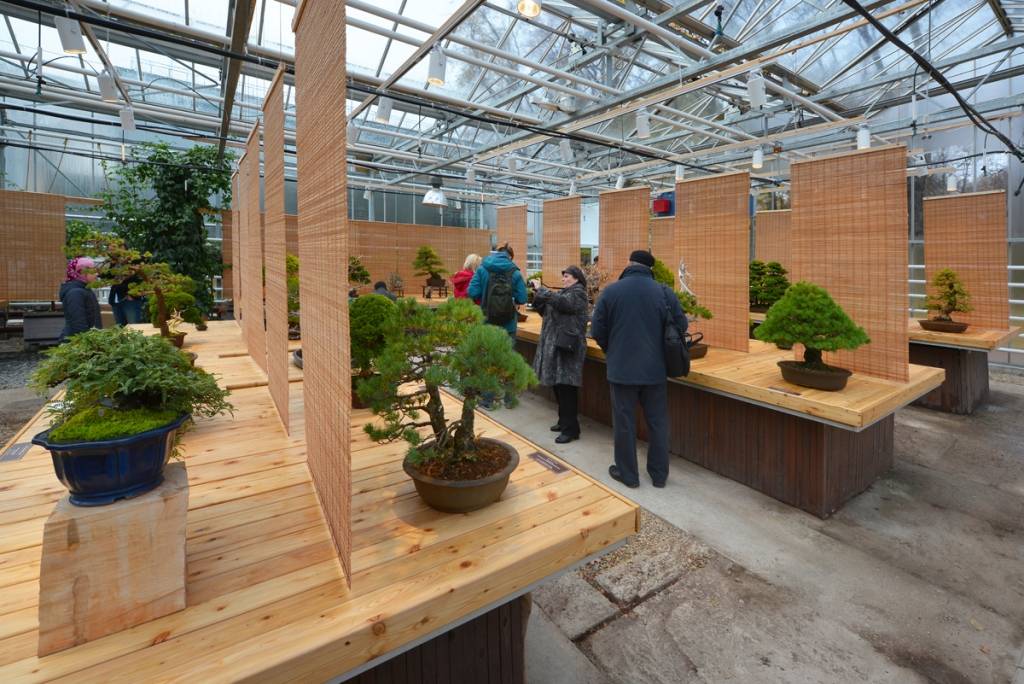 Выставка «бонсай — миниатюрные пейзажи из живых российских деревьев» пройдёт с 12 по 19 мая в «аптекарском огороде»