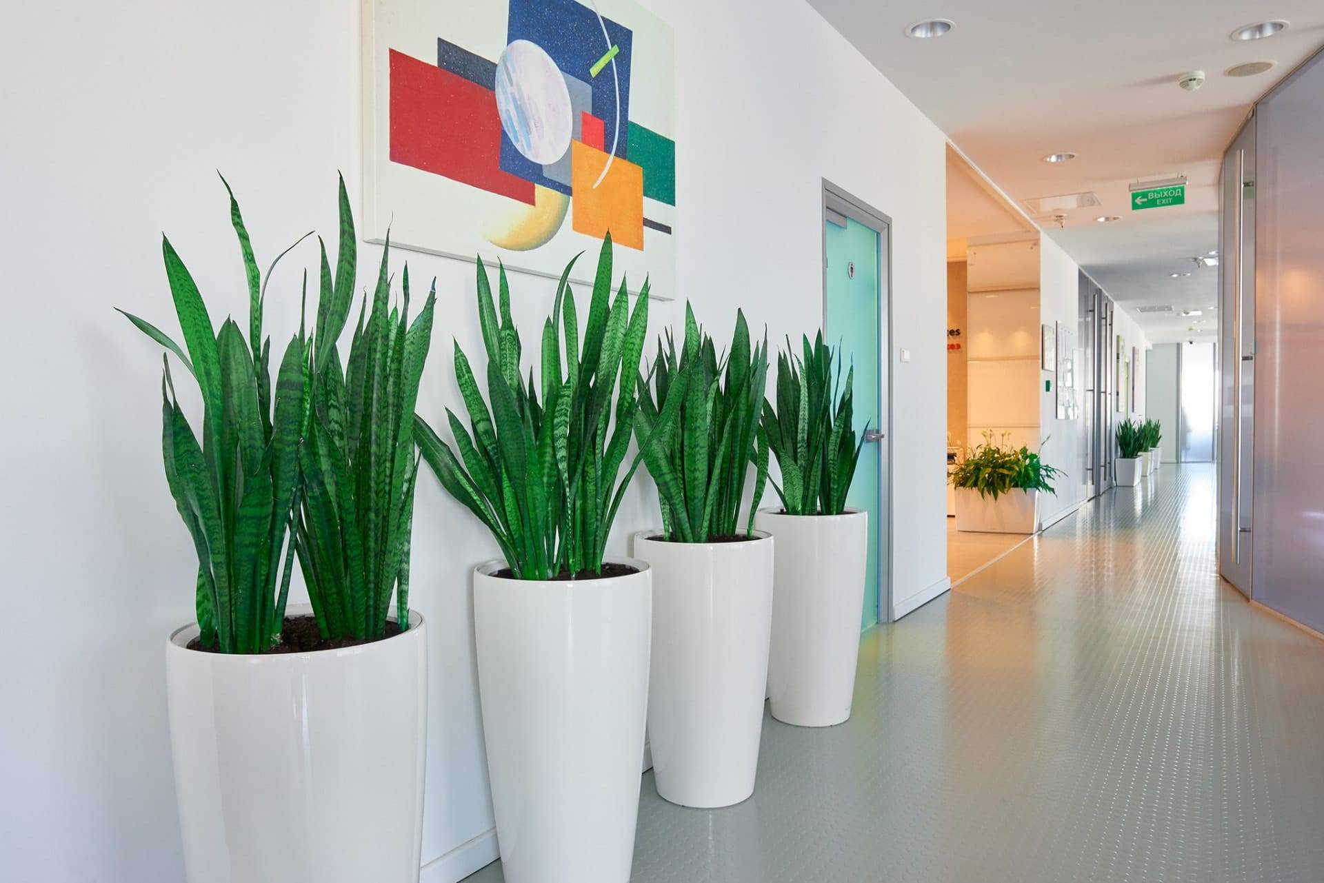 Комнатные растения для офиса