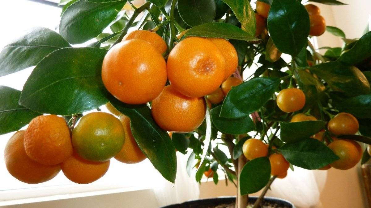 Уход за домашним апельсином, чтобы он плодоносил
