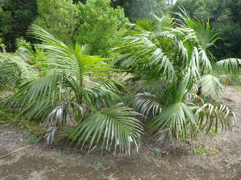Комнатная пальма: описание и разновидности, особенности ухода и выращивания в домашних условиях