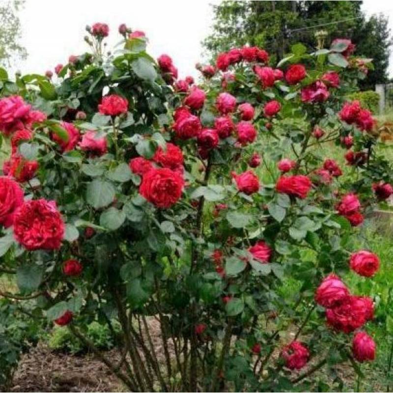 Описание плетистой розы эрик таберли: как выращивать сортовую разновидность шраба
