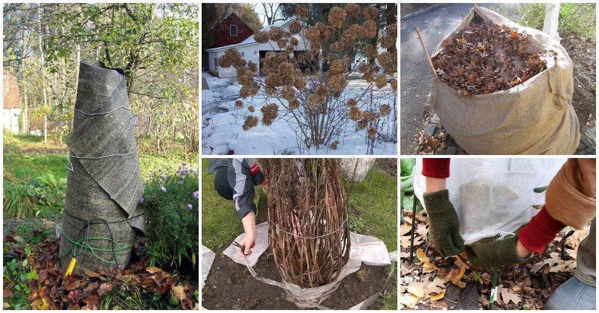 Уход за гортензией осенью и подготовка к зиме: крупнолистной, метельчатой и древовидной