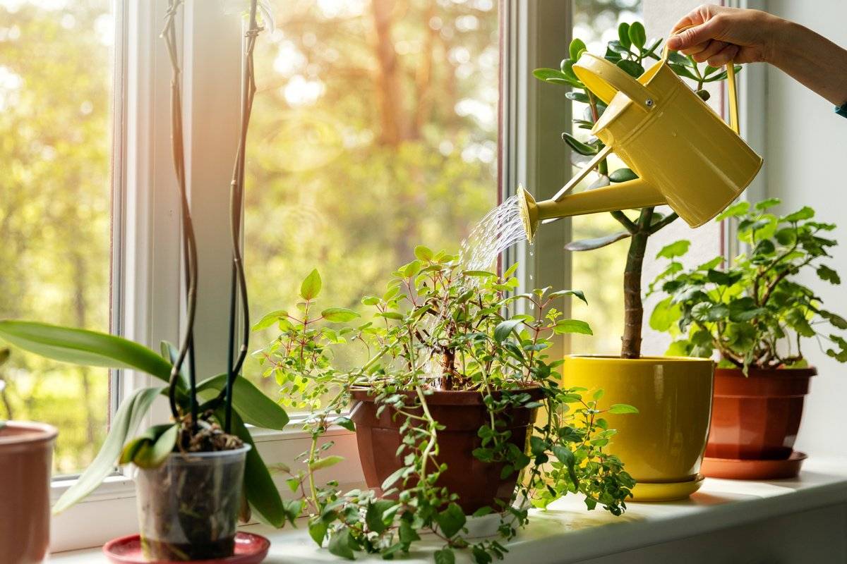Уход за комнатными растениями в домашних условиях